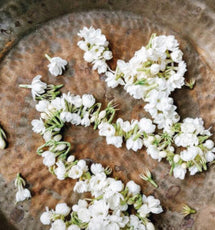 Jasmine Flower Oil (Jasminum Officinale)