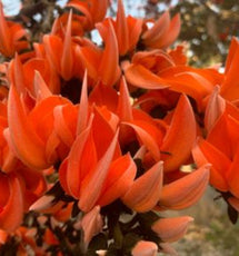 Palashfool (Butea Monosperma)
