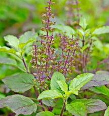 Holy Basil/Tulsi (Ocimum Sanctum)