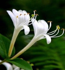 Honeysuckle Extract (Lonicera Japonica Flower Extract)