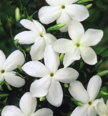 Jasmine Flower Water - Steam Distilled (Jasminum Officinale)
