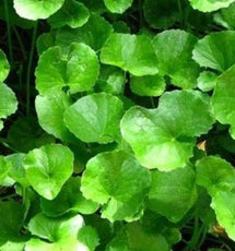 Gotu Kola (Centella Asiatica)