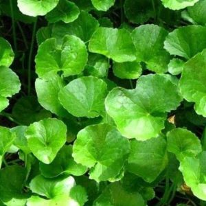 Gotu Kola (Centella Asiatica)