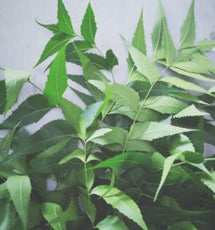 Neem Tree Oil (Azadirachta Indica)