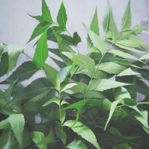 Neem Tree Oil (Azadirachta Indica)