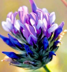 Bakuchi Oil (Psoralea Corylifolia Seed Oil)