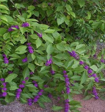 Priyangu (Callicarpa Macrophylla)