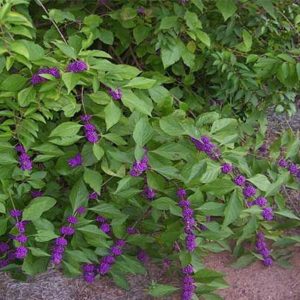 Priyangu (Callicarpa Macrophylla)