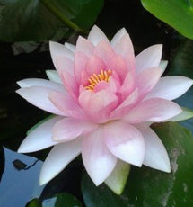 Lotus Flower (Nelumbo Nucifera Flower Extract)