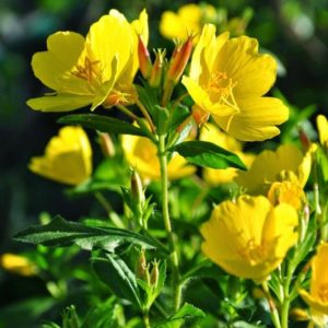 Evening Primrose Oil (Oenothera Biennis)