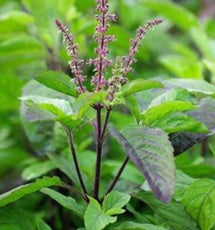 Tulsi/Holy Basil (Ocimum Sanctum)