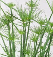 Nutgrass (Cyperus Rotundus Root Extract)
