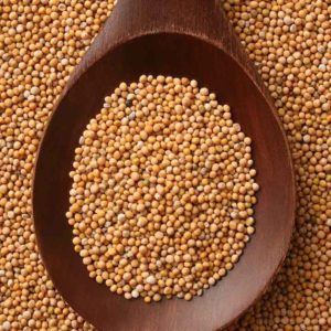 Mohari (Brassica Campestris)