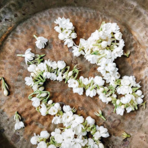 Jasmine Flower Oil (Jasminum Officinale)