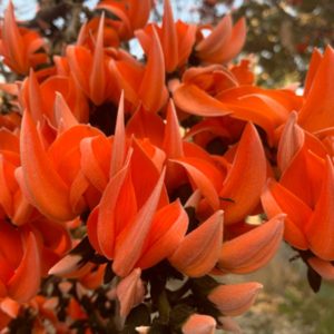 Palashfool (Butea Monosperma)