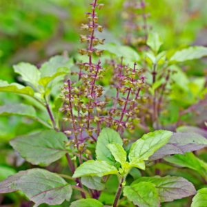 Holy Basil/Tulsi (Ocimum Sanctum)