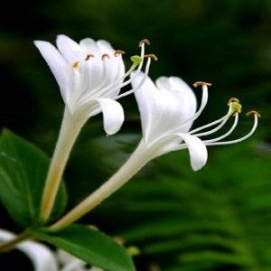 Honeysuckle Extract (Lonicera Japonica Flower Extract)