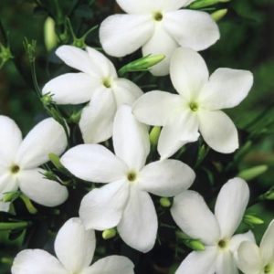 Jasmine Flower Water - Steam Distilled (Jasminum Officinale)