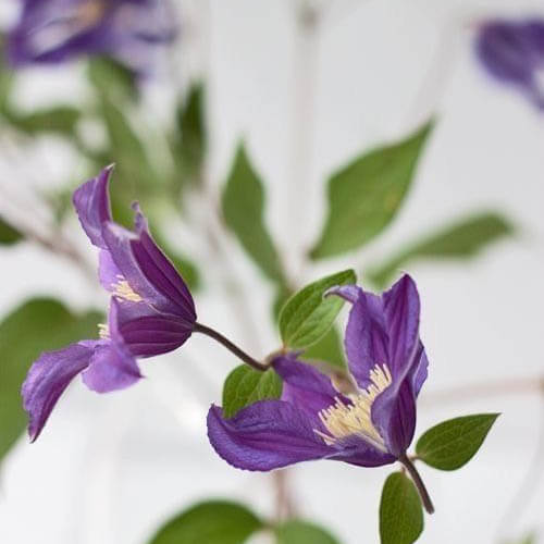 Medicago Sativa Extract (Alfalfa Extract)