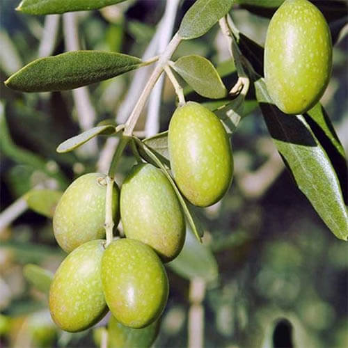 Olive Squalane