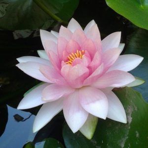 Lotus Flower (Nelumbo Nucifera Flower Extract)