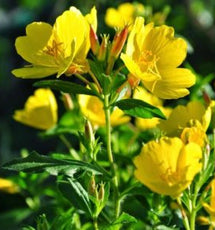 Evening Primrose Oil (Oenothera Biennis)