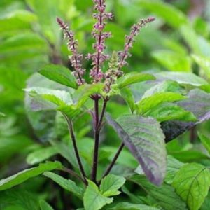 Tulsi/Holy Basil (Ocimum Sanctum)