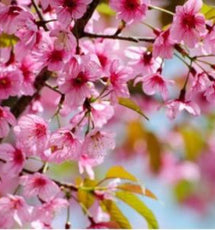 Himalayan Cherry (Prunus Cerasoides Extract)