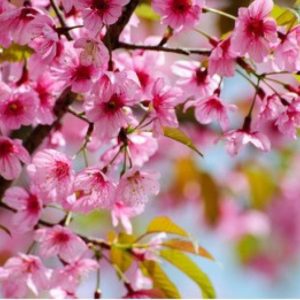 Himalayan Cherry (Prunus Cerasoides Extract)