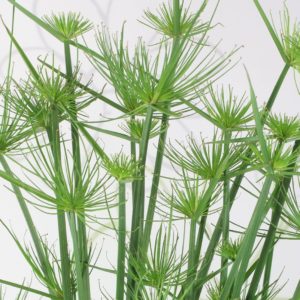 Nutgrass (Cyperus Rotundus Root Extract)