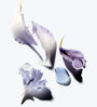 Allantoin
