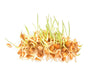 Genhu Extract