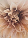 Plant-Derived Alternative to Retinol